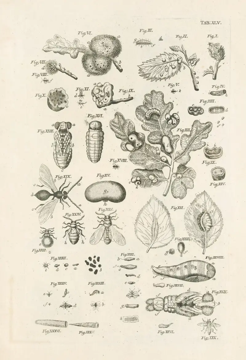 The book of nature, or, The history of insects Pl.45 av Jan Swammerdam