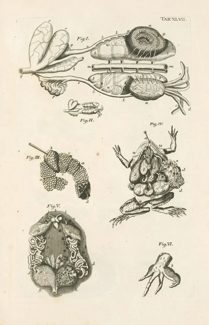 Die Natur des Buches, oder, Die Geschichte der Insekten Taf. 47 von Jan Swammerdam
