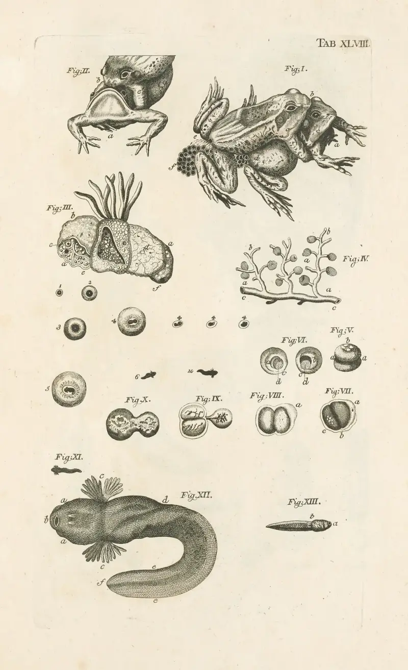 Das Buch der Natur oder Die Geschichte der Insekten, Tafel 48 von Jan Swammerdam