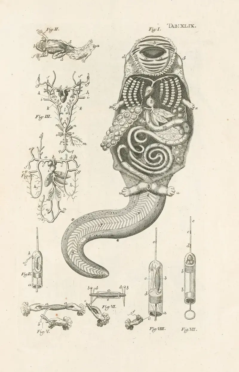 The book of nature, or, The history of insects Pl.49 av Jan Swammerdam