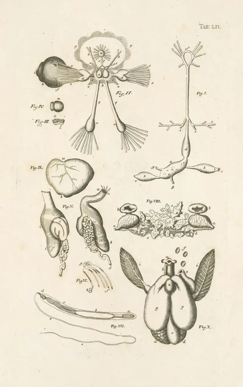 Naturens bok, eller, Insekternas historia Pl.52 av Jan Swammerdam