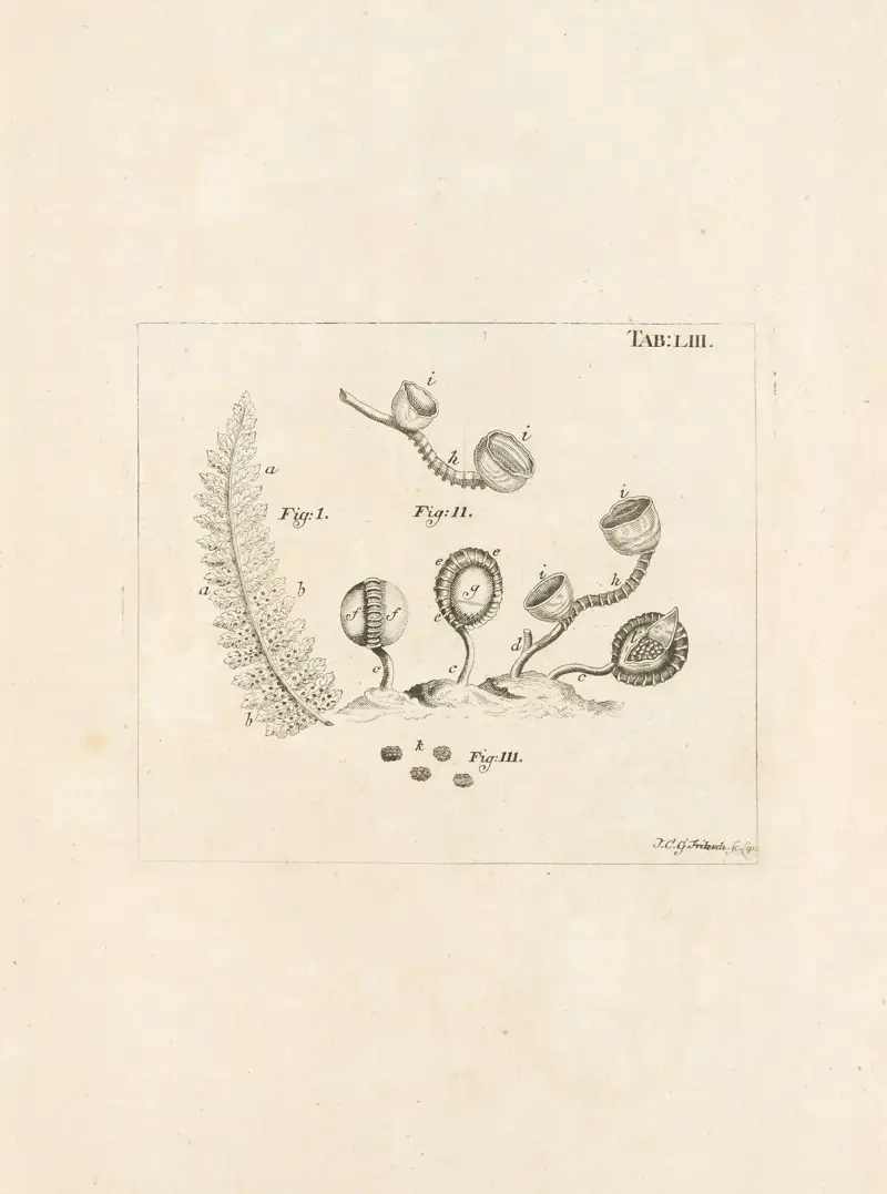 Das Buch der Natur, oder, Die Geschichte der Insekten Taf. 53 von Jan Swammerdam