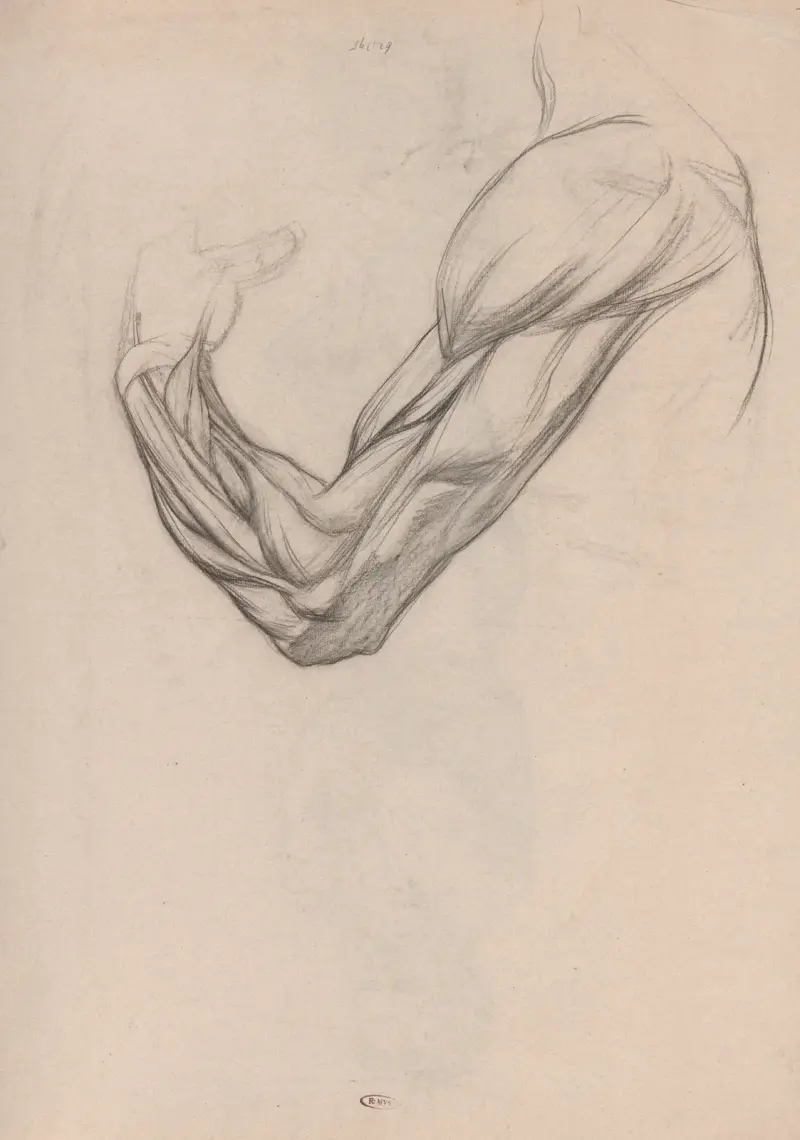 Anatomische studie van de spieren van een rechterarm av Jan Veth