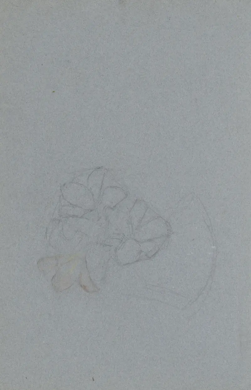 Blomma av Jan Veth
