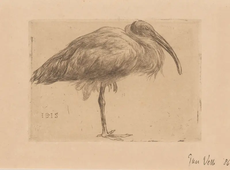 Ibis av Jan Veth