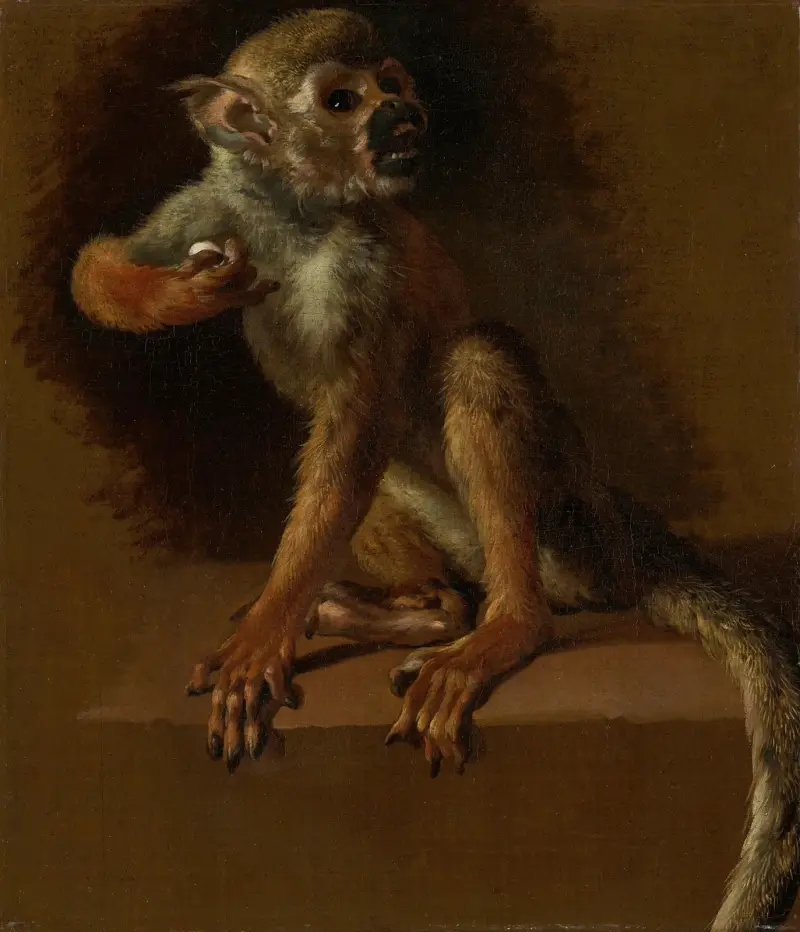 Sedící opice, Jan Weenix