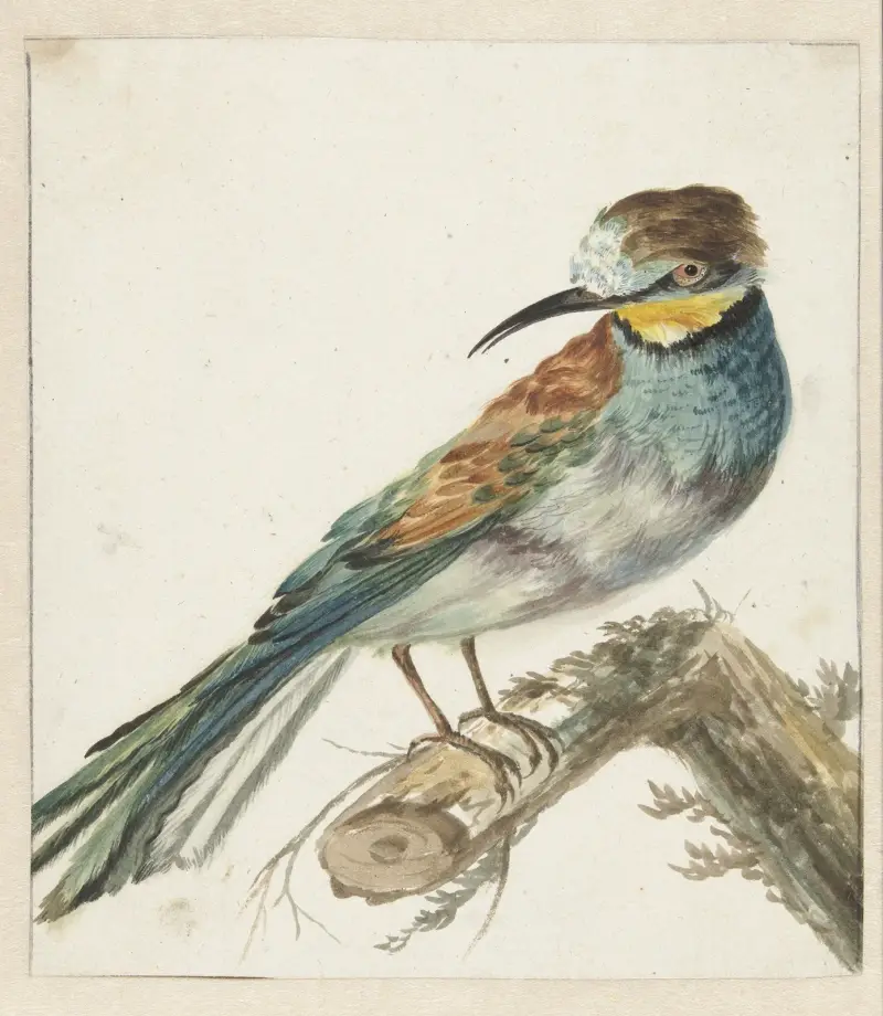 Včelojed (Merops apiaster), Jan Weenix