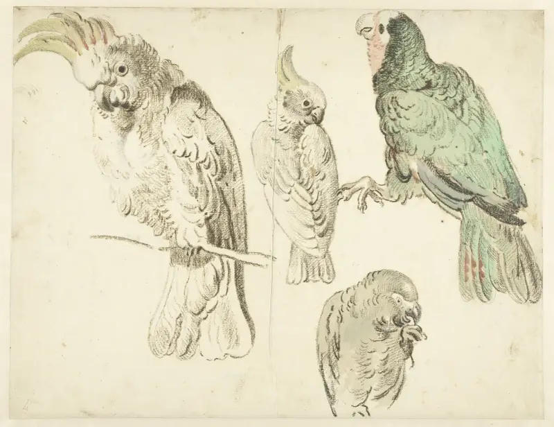Four Studies of Cockatoos av Jan Weenix