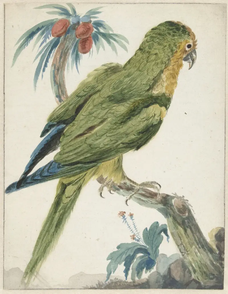 Goldstirnsittich (Bolborhyuchus aurifrons) von Jan Weenix