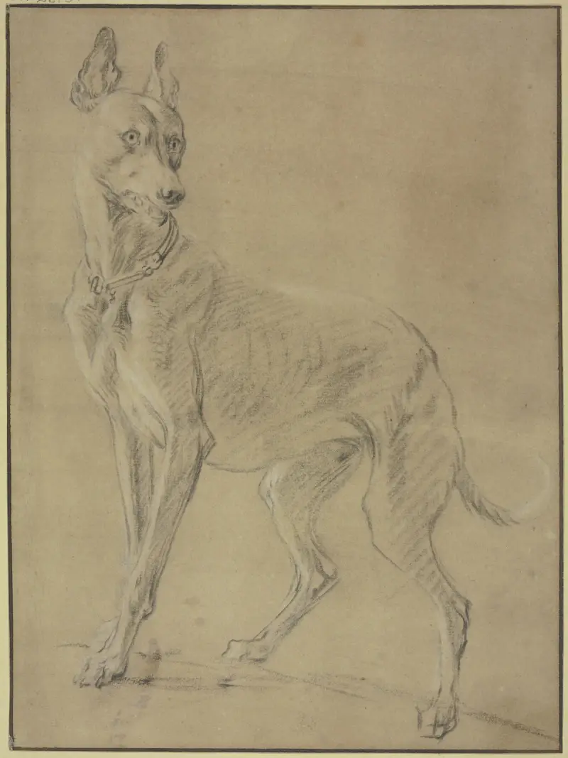 Windhund nach links von Jan Weenix