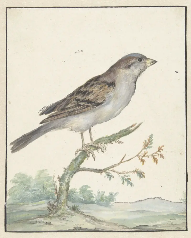 Vrabec domácí, Jan Weenix