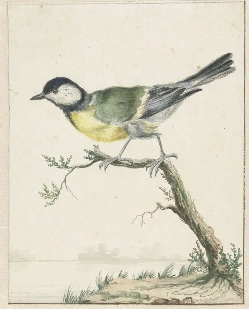 Sýkora koňadra, Jan Weenix