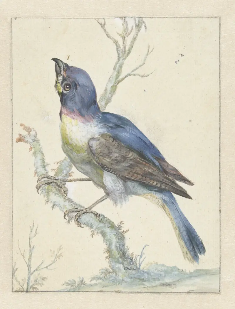 Lazuli Bunting, Jan Weenix