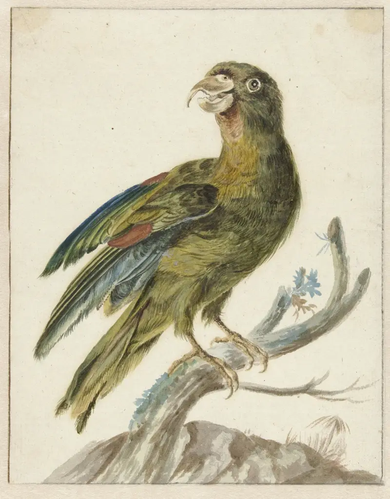 Papoušek, Jan Weenix