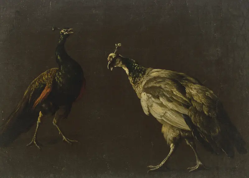 Páv a pávice, Jan Weenix