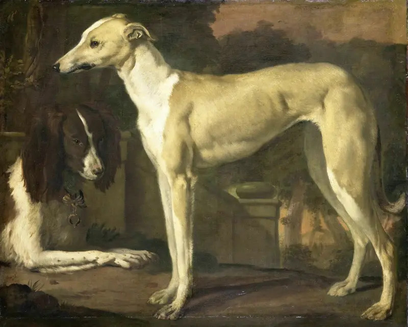 Porträtt av en vinthund och en spaniel av Jan Weenix