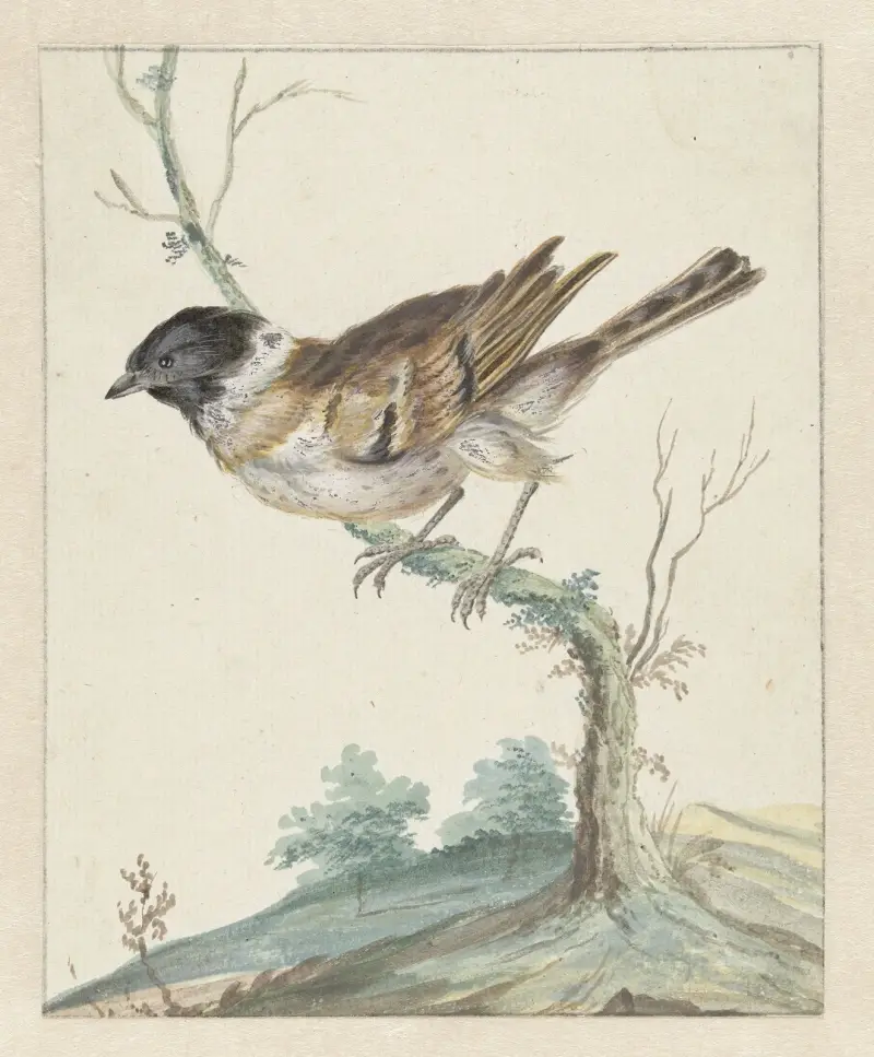 Rákosník, Jan Weenix