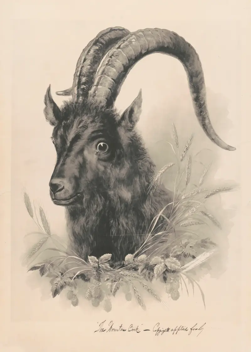 Horský kozel, Henry Jerome Schile