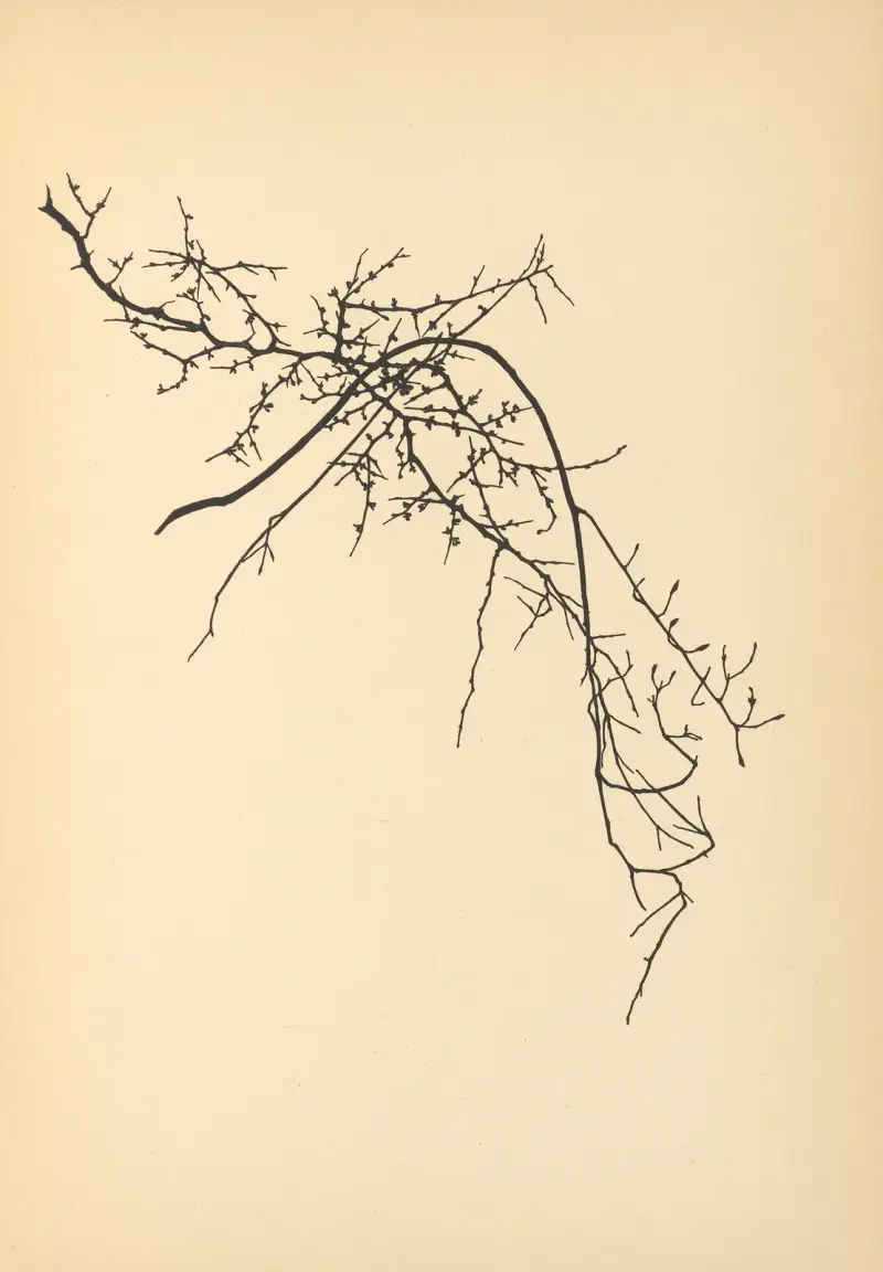 Vertrauen Pl.09 av Johanna Beckmann