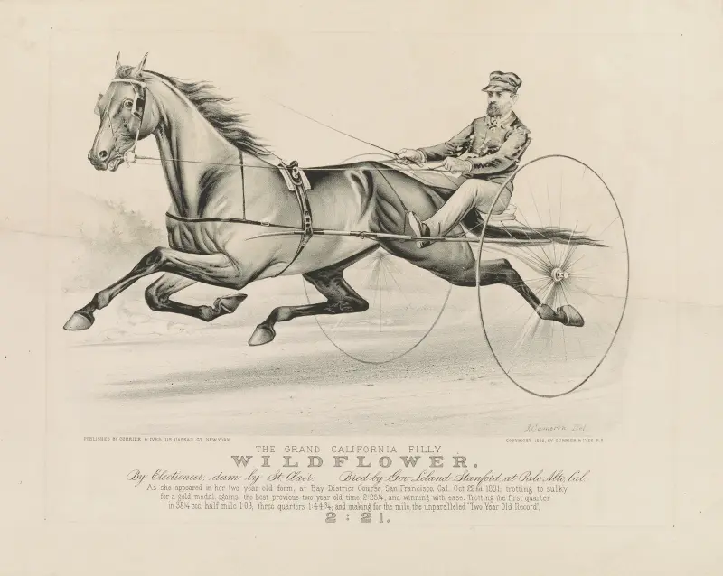 The grand California filly Wildflower; by Electioneer – dam, by St. Clair. bred by Gov. Leland Stanford, at Palo Alto, Cal. av John Cameron