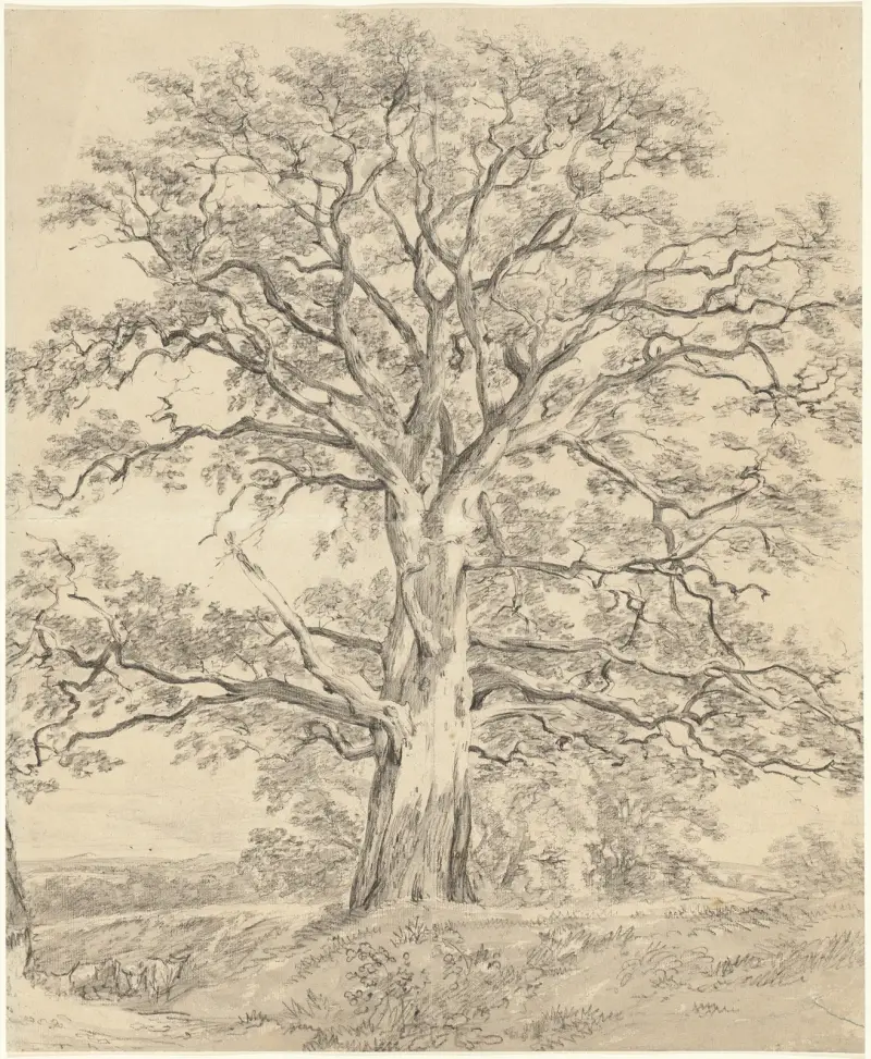 Eine große Eiche von John Constable