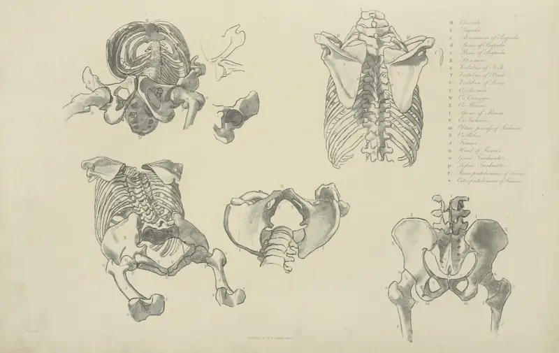 Five views of bones of ribcage and pelvis av John Flaxman