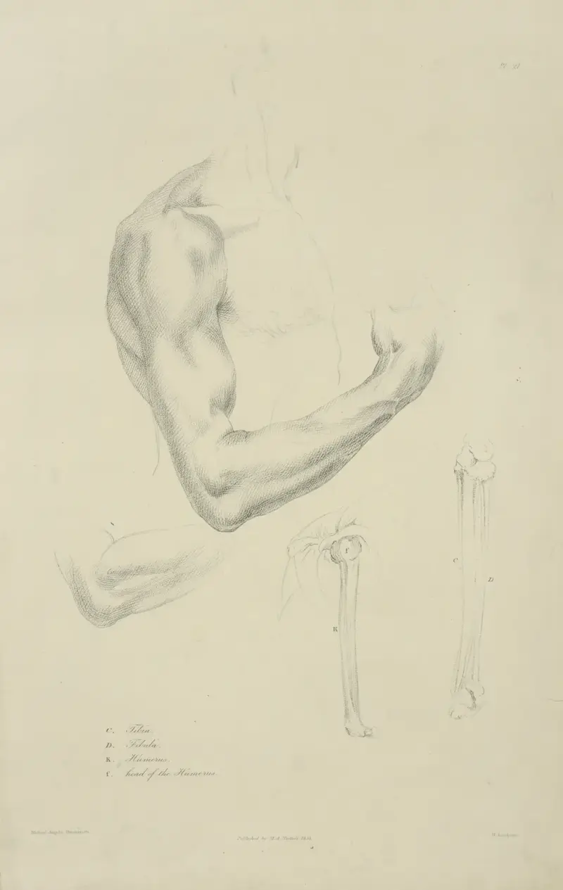 Four views of musculature and bones of bent arm av John Flaxman
