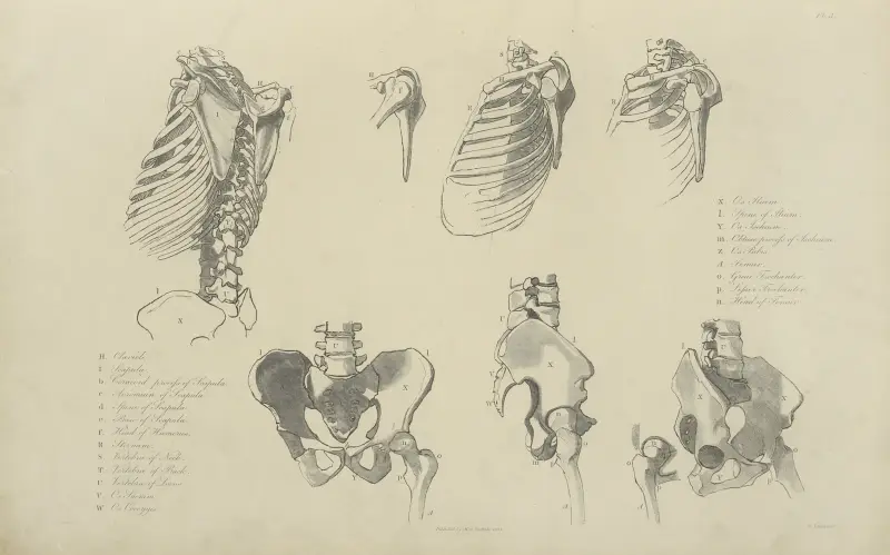 Seven views of bones of ribcage and pelvis av John Flaxman