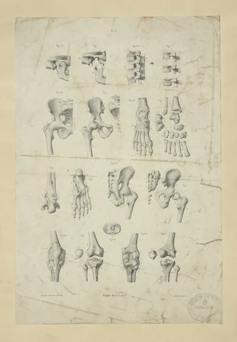 Several views of bones of pelvis, knee, and foot av John Flaxman
