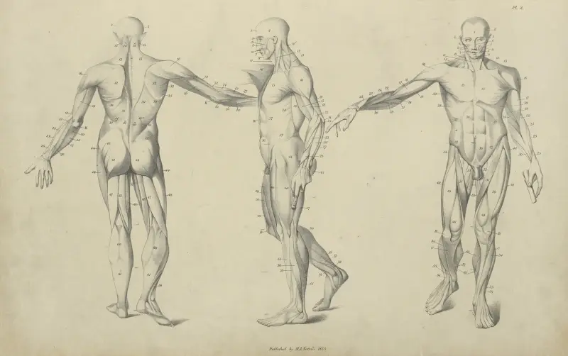 Three poses of musculature av John Flaxman