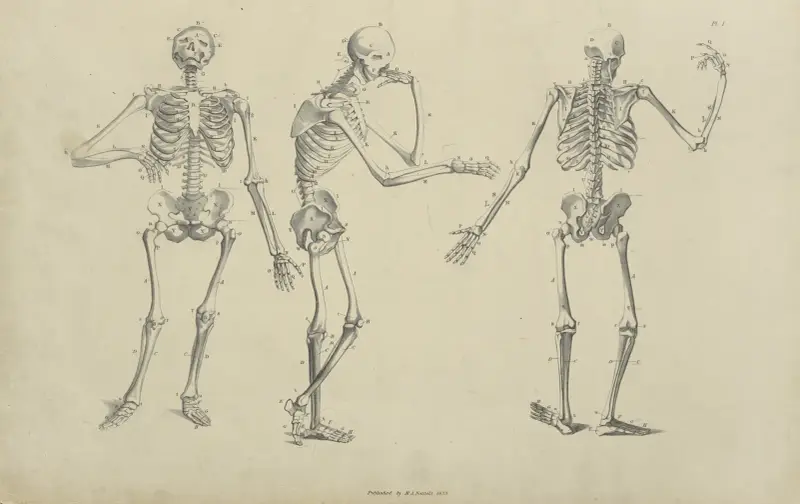 Three poses of skeleton av John Flaxman