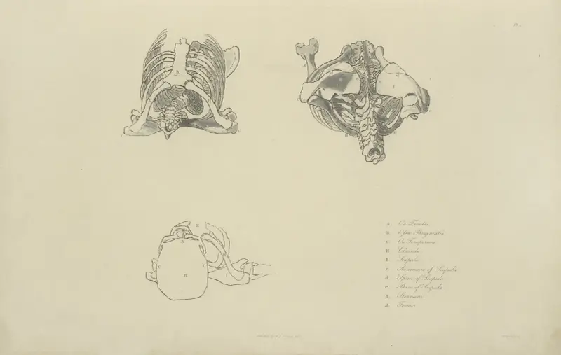 Drei Ansichten von Knochen des oberen Rumpfes von John Flaxman