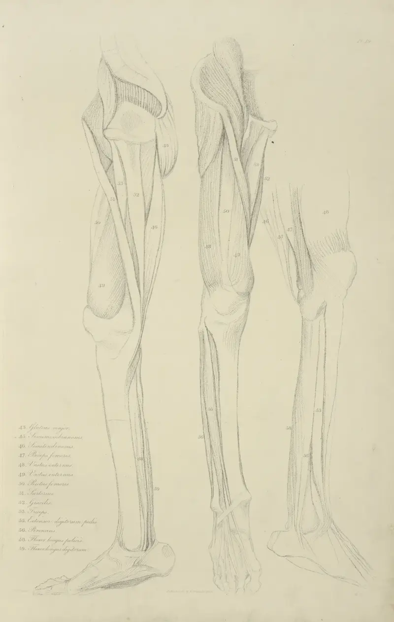 Three views of musculature of the leg av John Flaxman