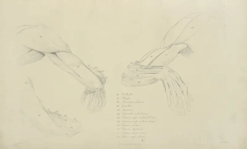 Three views of the musculature of the arm av John Flaxman