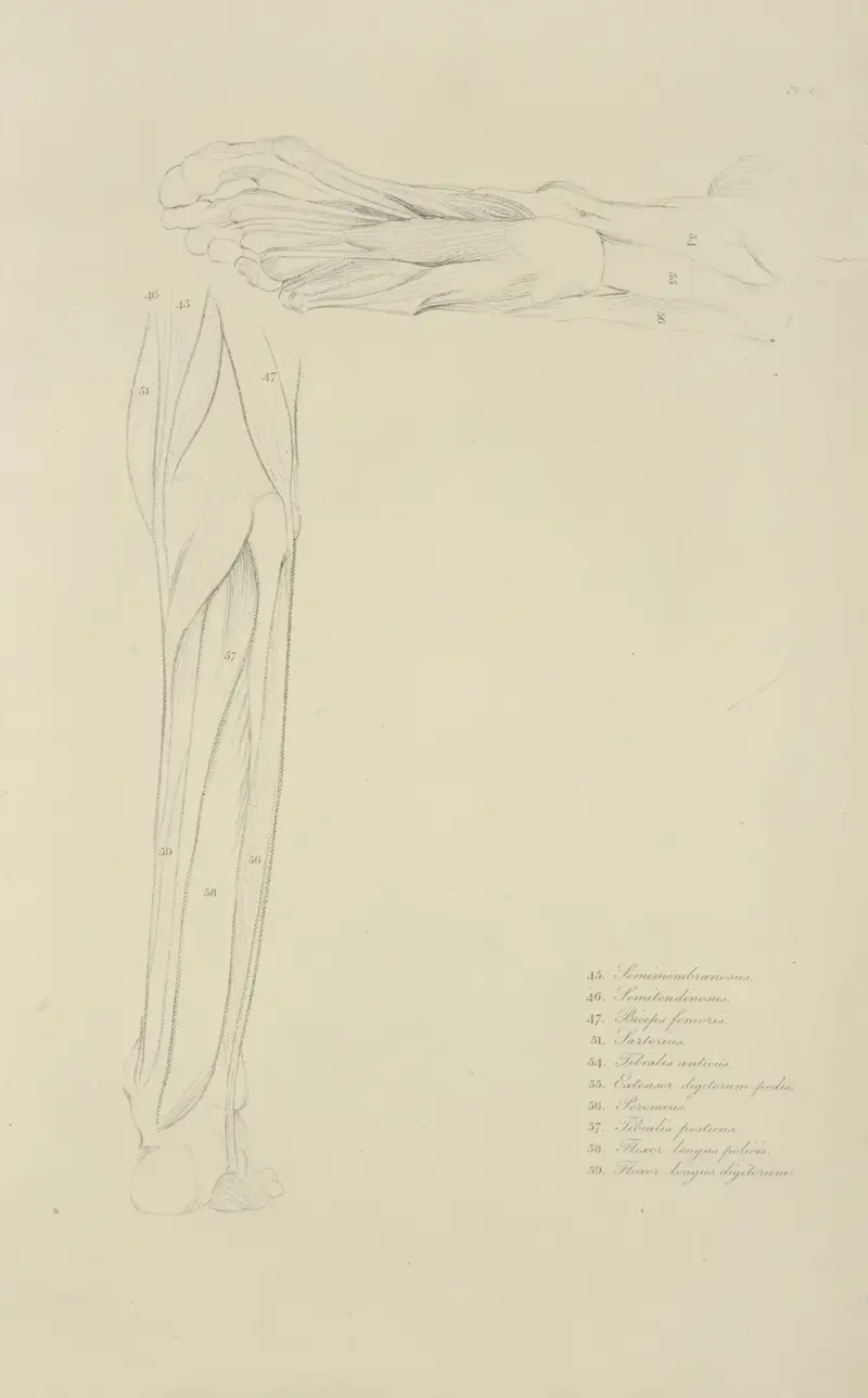 Two views of musculature of lower leg av John Flaxman