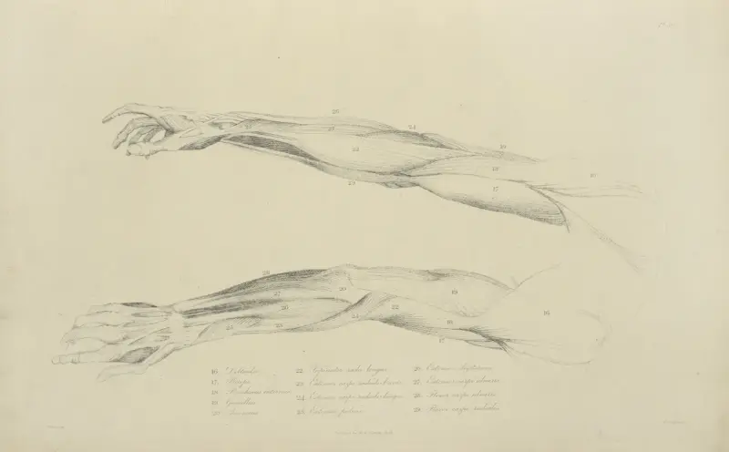 Two views of musculature of the arm. – nr 1 av John Flaxman