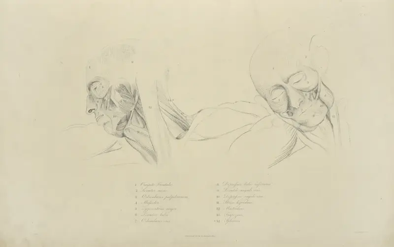Two views of musculature of the face av John Flaxman