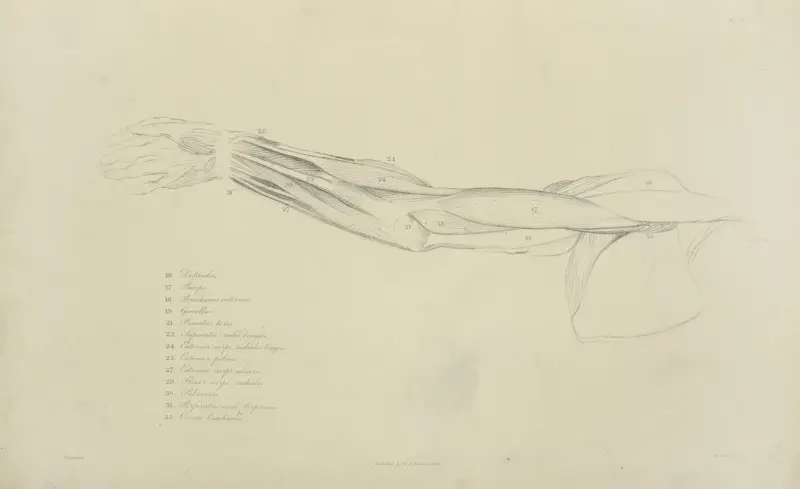 View of musculature of the arm av John Flaxman