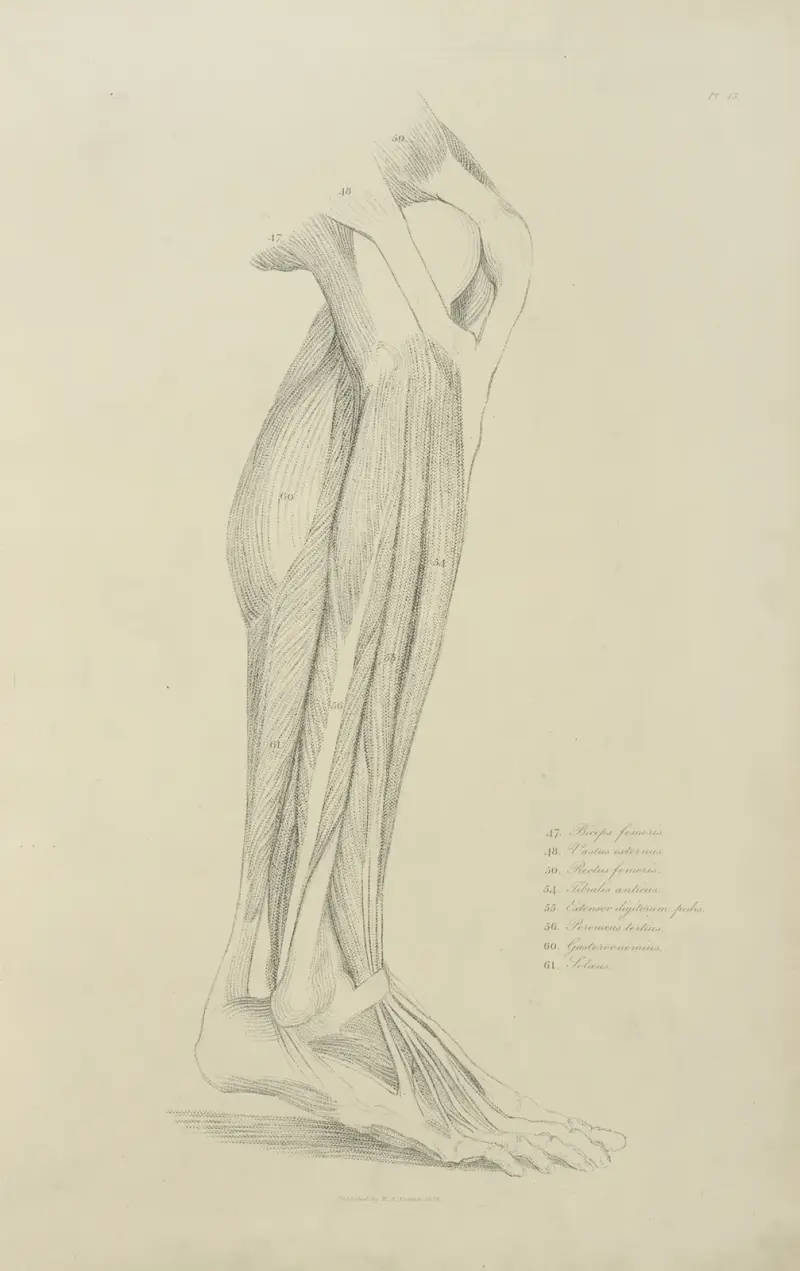 View of musculature of the leg 2 av John Flaxman