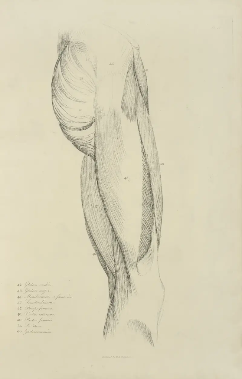 View of musculature of the upper leg and buttock av John Flaxman