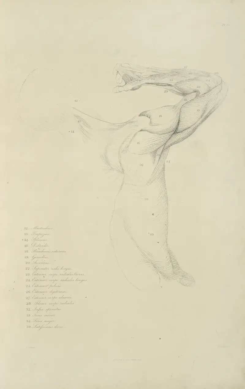 View of right arm and side of torso from the back av John Flaxman