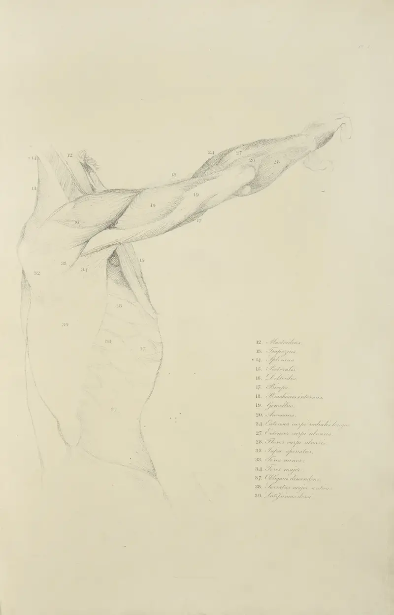 Ansicht des rechten Arms und der Seite des Oberkörpers von der Seite von John Flaxman