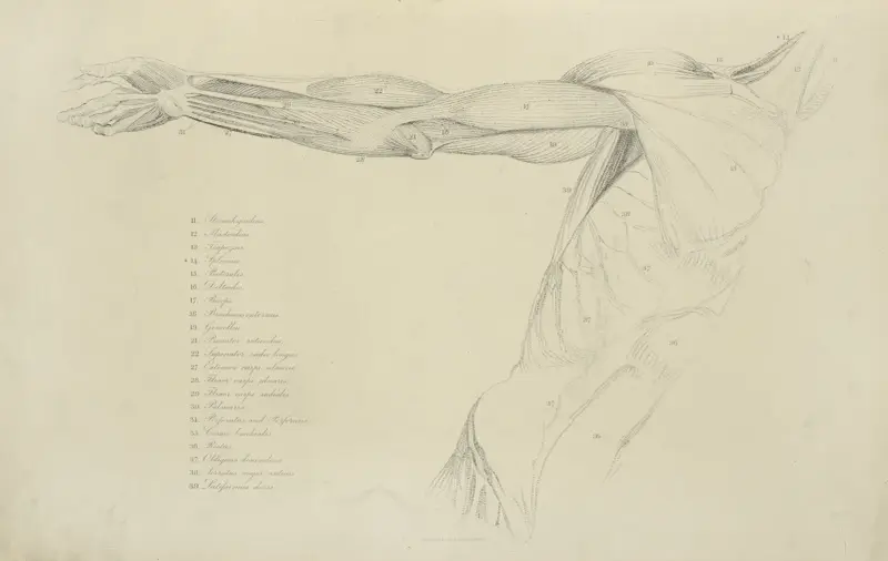 View of right arm and side of torso av John Flaxman