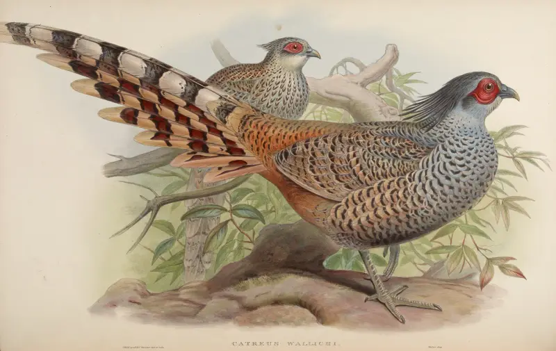 Cheer (Catreus Wallichii), John Gould
