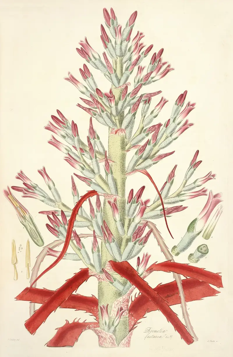 Collectanea botanica Pl.01 av John Lindley