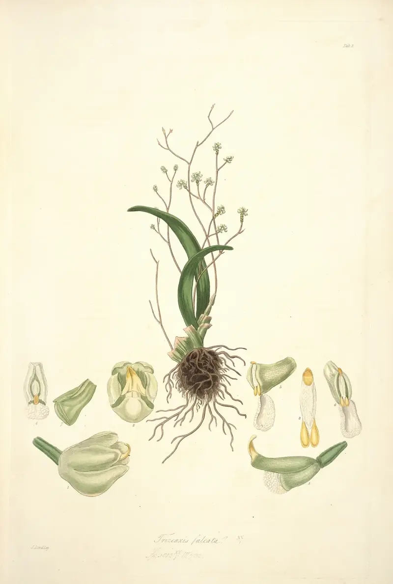 Collectanea botanica Pl.02 av John Lindley