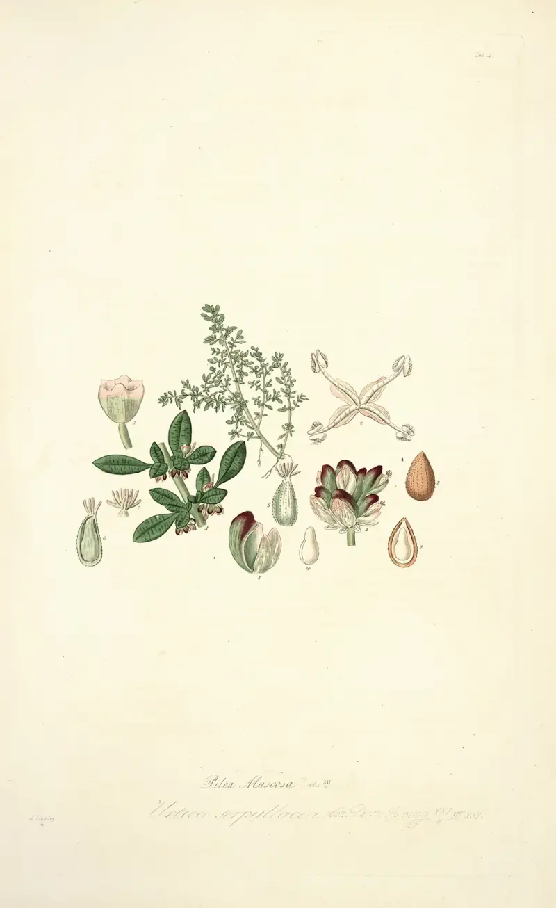 Collectanea botanica Pl.04 av John Lindley