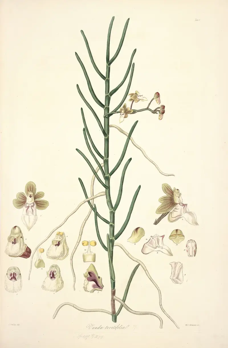 Collectanea botanica Taf. 06 von John Lindley