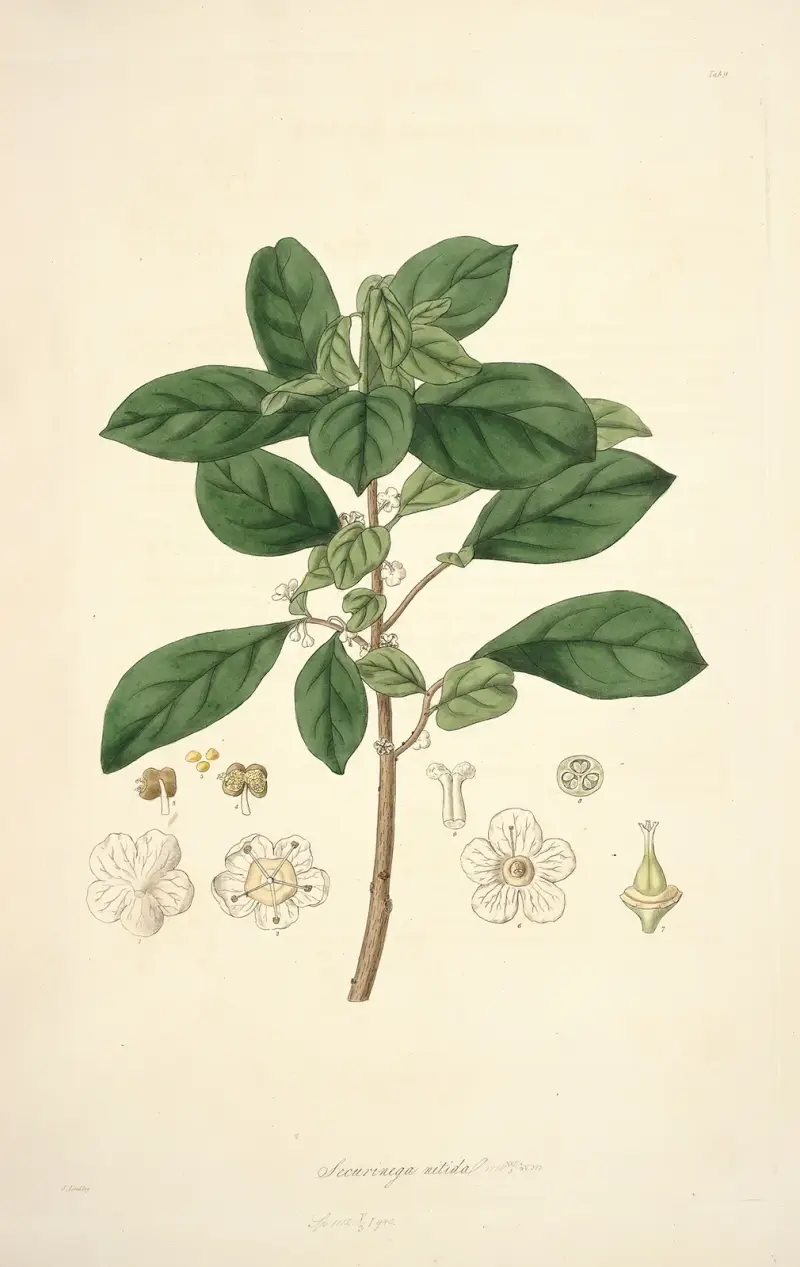 Collectanea botanica Pl.09 av John Lindley