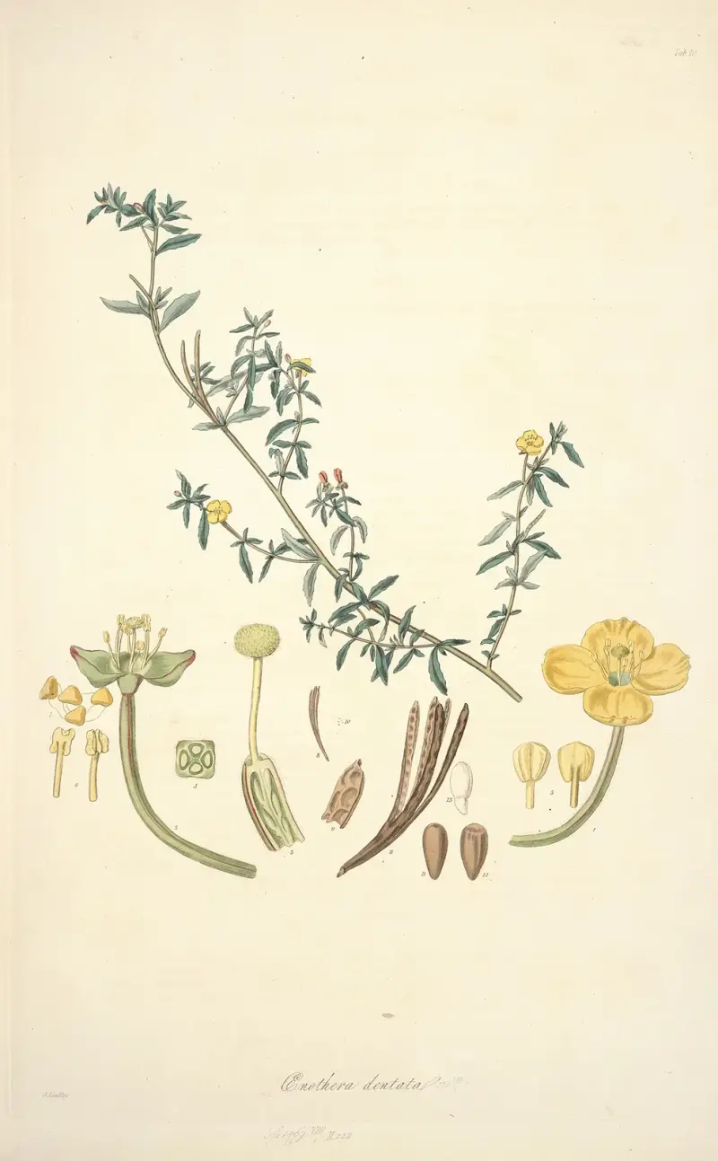 Botanische Sammlung, Tafel 10 von John Lindley